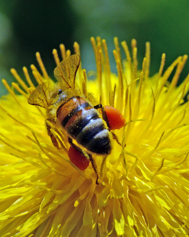 Apis mellifera - operaia in azione